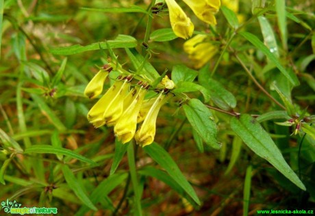 Černýš luční - Melampyrum pratense - Foto Pavel Stančík