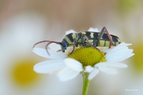 Tesařík - Plagionatus floralis  - Foto Monika Suržinová 0124