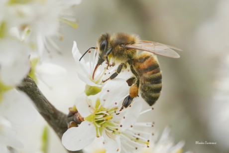 Včela medonosná - Foto Monika Suržinová 0124