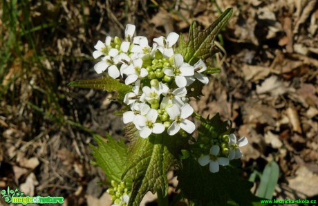 Česnáček lékařský - Alliaria petiolata - Foto Pavel Stančík