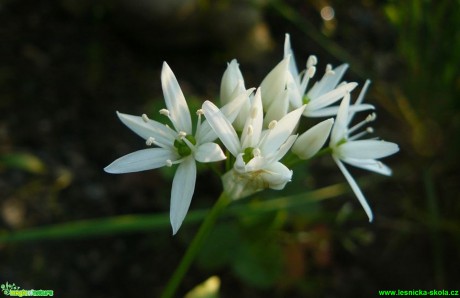 Česnek medvědí - Allium ursinum - Foto Pavel Stančík