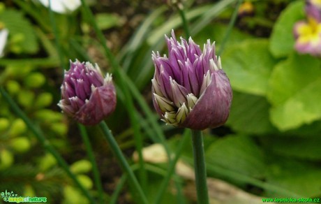 Česnek pažitka - Allium schoenoprasum - Foto Pavel Stančík