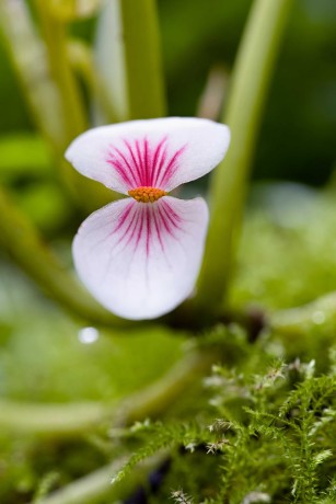 Begonia polygonoides - Botanická zahrada Trója - Foto Jana Ježková 1223 (1)