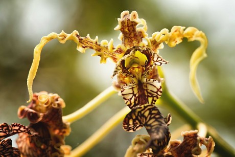 Botanická zahrada Trója - Foto Jana Ježková 1223