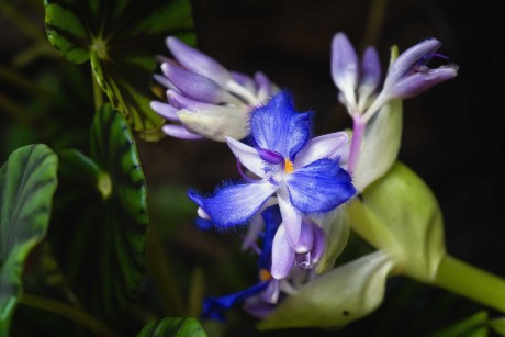 Cochliostema jacobjanum - Botanická zahrada Trója - Foto Jana Ježková 1223