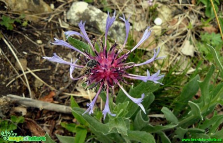 Chrpa chlumní - Centaurea triumfettii - Foto Pavel Stančík