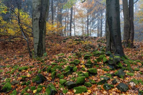 V podzimním lese - Foto Petr Germanič 1123 (1)