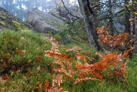 V podzimním lese - Foto Petr Germanič 1123 (2)