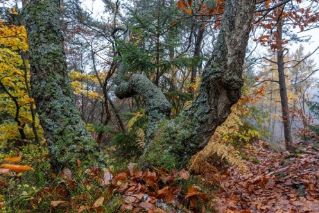 V podzimním lese - Foto Petr Germanič 1123 (3)