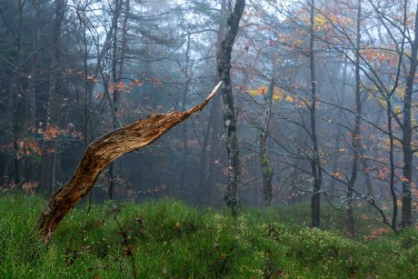 V podzimním lese - Foto Petr Germanič 1123 (4)