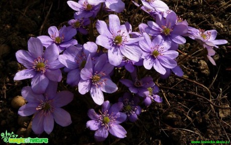 Jaterník podléška - Hepatica nobilis - Foto Pavel Stančík