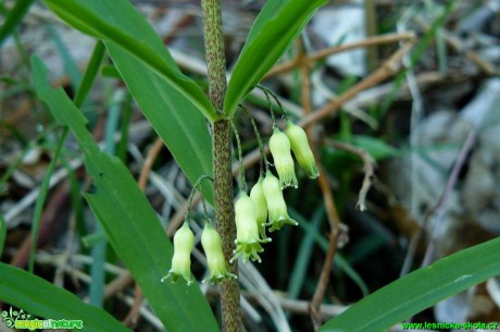 Kokořík přeslenitý - Polygonatum verticillatum - Foto Pavel Stančík