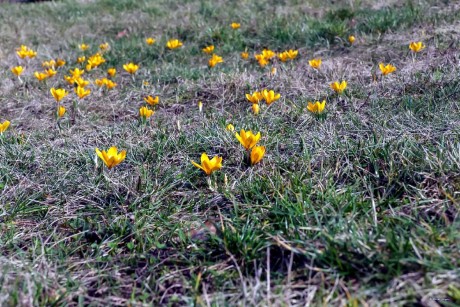 Přichází jaro - Foto Pavel Ulrych 0224 (1)