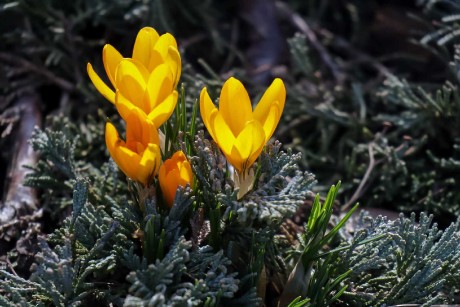 Přichází jaro - Foto Pavel Ulrych 0224 (3)