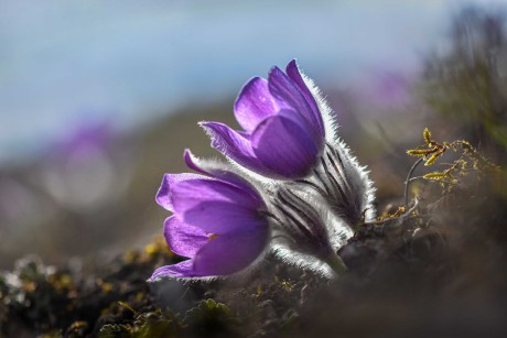 Krásné květy konikleců - Foto Marie Vykydalová 0423 (2)