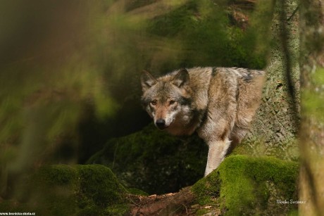 Vlk obecný - Canis lupus - Monika Suržinová 1022 (5)