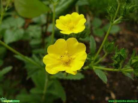 Mochna přímá - Potentilla recta - Foto Pavel Stančík