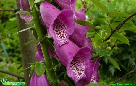 Náprstník červený - Digitalis purpurea - Foto Pavel Stančík