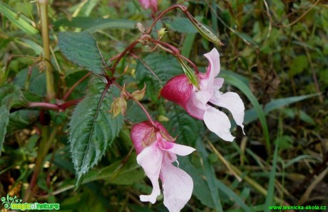 Netýkavka žláznatá - Impatiens glandulifera - Foto Pavel Stančík