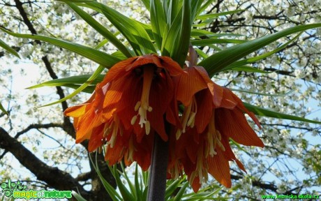 Řepčík královský - Fritillaria imperialis - Foto Pavel Stančík