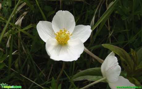 Sasanka lesní - Anemone sylvestris - Foto Pavel Stančík