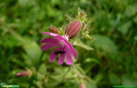 Silenka dvoudomá - Silene dioica - Foto Pavel Stančík