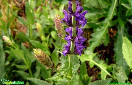 Šalvěj hajní - Salvia nemorosa - Foto Pavel Stančík