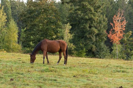 U koní - Foto Jaroslava Jechová 1023 (1)