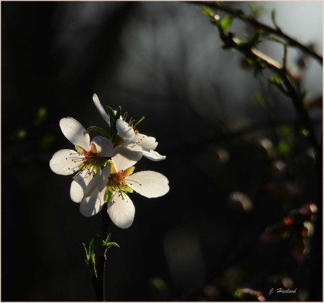 Květy mandloní - Foto Jitka Havlová 0324 (1)