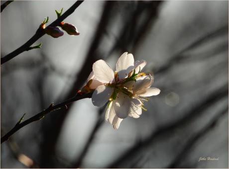 Květy mandloní - Foto Jitka Havlová 0324