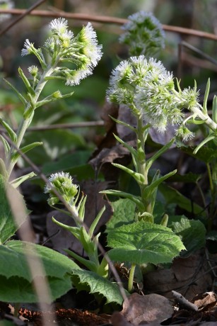 Devětsil bílý - Petasites albus - Foto - Marie Žďánská 0324 (1)