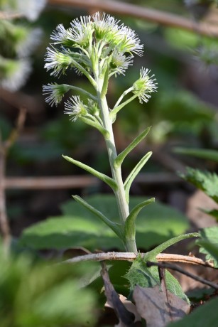 Devětsil bílý - Petasites albus - Foto - Marie Žďánská 0324 (2)