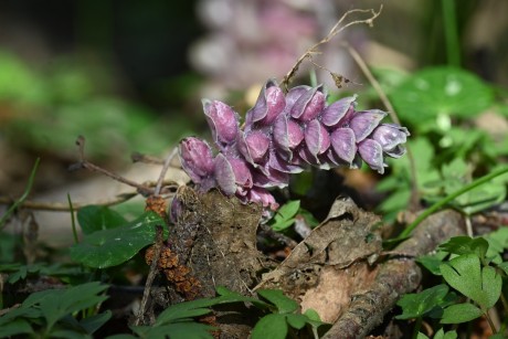 Podbílek šupinatý - Lathraea squamaria - Foto - Marie Žďánská 0324 (2)