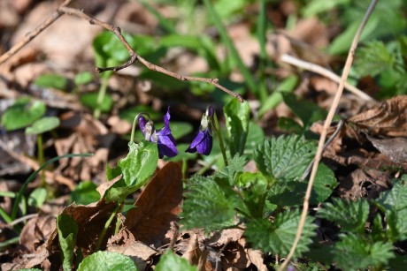 Violka vonná - Viola odorata - Foto - Marie Žďánská 0324 (2)