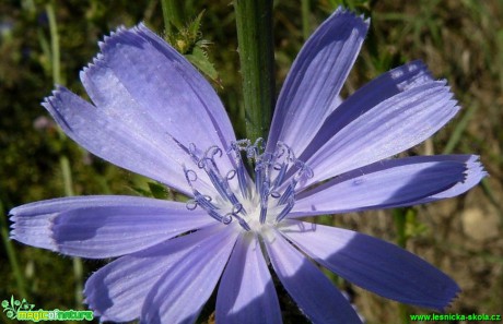 Čekanka obecná - Cichorium intybus - Foto Pavel Stančík