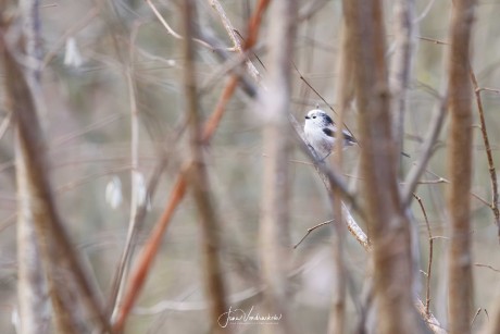 Mlynařík dlouhoocasý - Foto Jana Vondráčková 1223