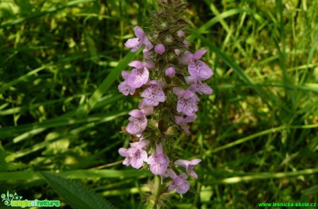 Čistec bahenní - Stachys palustris - Foto Pavel Stančík