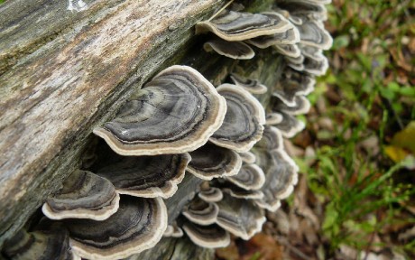 Outkovka pestrá - Trametes versicolor - Foto Pavel Stančík 0324