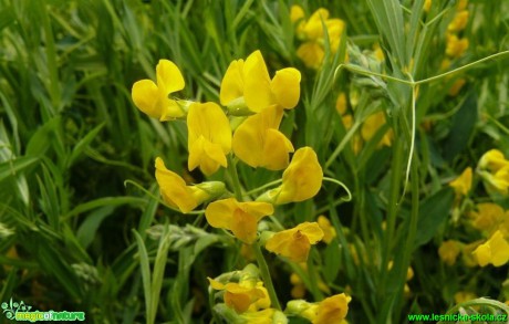 Hrachor luční - Lathyrus pratensis - Foto Pavel Stančík