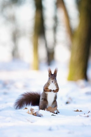 Zimní veverky ze Štěpánky - Foto Jana Ježková 0124 (1)
