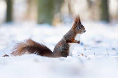 Zimní veverky ze Štěpánky - Foto Jana Ježková 0124 (2)