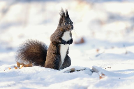 Zimní veverky ze Štěpánky - Foto Jana Ježková 0124 (3)