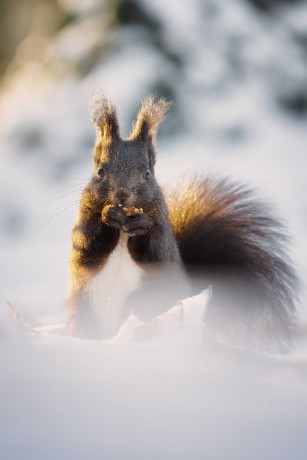 Zimní veverky ze Štěpánky - Foto Jana Ježková 0124 (5)