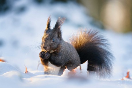 Zimní veverky ze Štěpánky - Foto Jana Ježková 0124 (6)