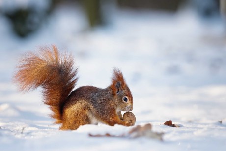 Zimní veverky ze Štěpánky - Foto Jana Ježková 0124 (8)