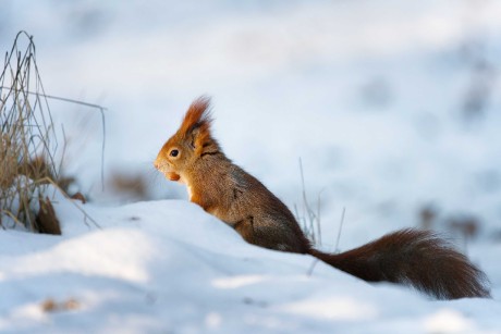 Zimní veverky ze Štěpánky - Foto Jana Ježková 0124 (9)