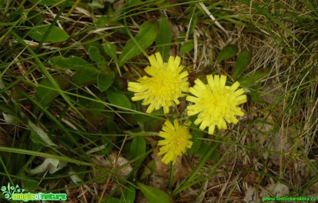 Jestřábník chlupáček - Hieracium pilosella - Foto Pavel Stančík