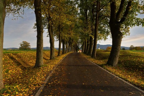 Alej u kostela v Osečné - Foto Jaroslava Jechová 1023