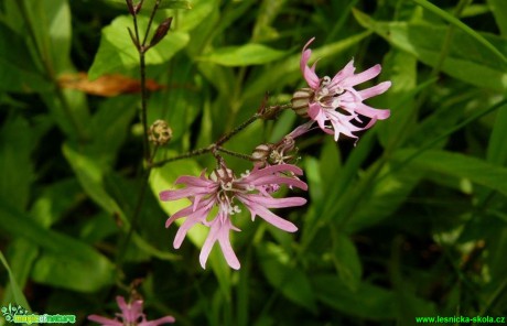 Kohoutek luční - Lychnis flos-cuculi - Foto Pavel Stančík