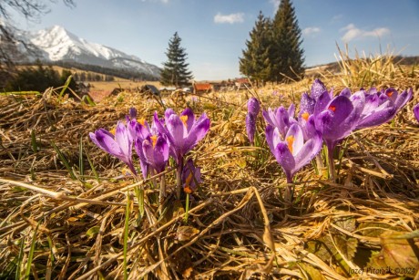 Šafrány - Foto Jozef Pitoňák 0424 (1)